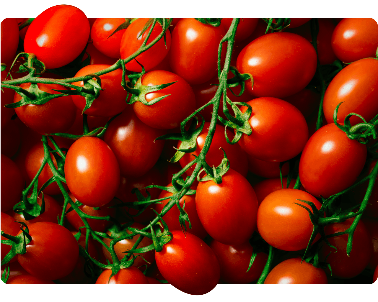 Ripe Baby Roma tomatoes clustered together on green vines