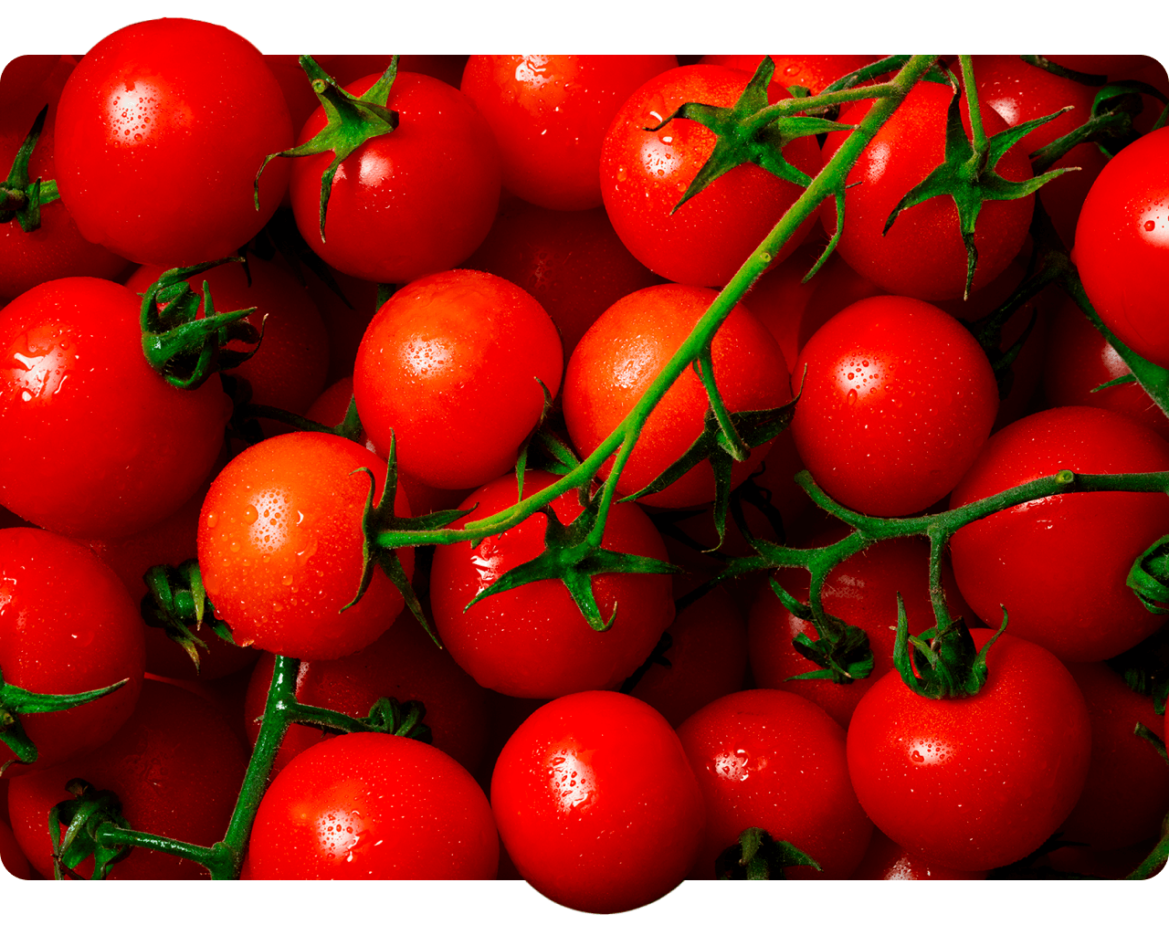 Ripe cherry tomatoes on the vine with water droplets