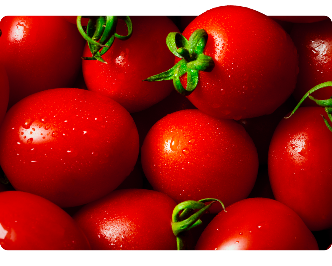 Whole round tomatoes with water droplets and stems
