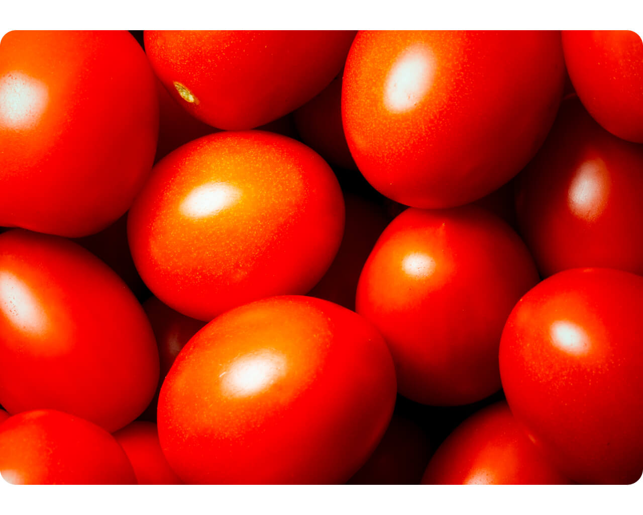 Close-up of ripe Rossoro tomatoes with glossy skin