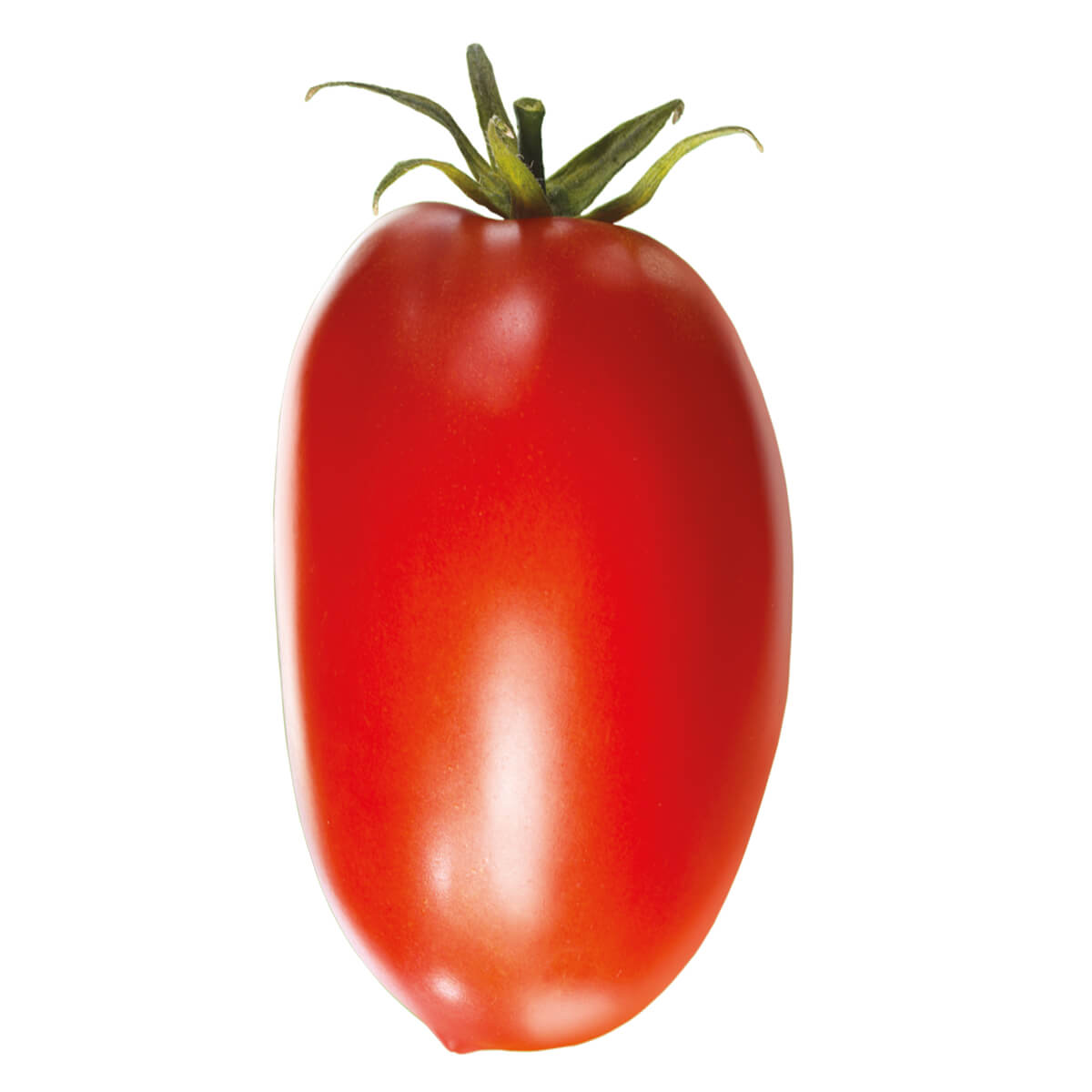 Rossoro Tomato with glossy red skin and curled calyx