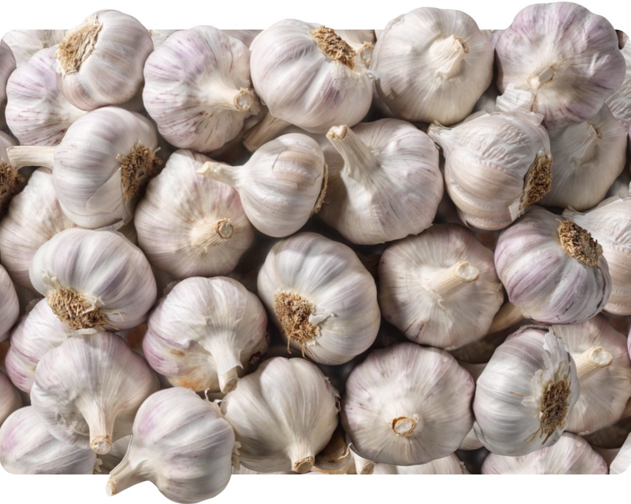 Pile of whole pink-tinged Voghiera garlic bulbs