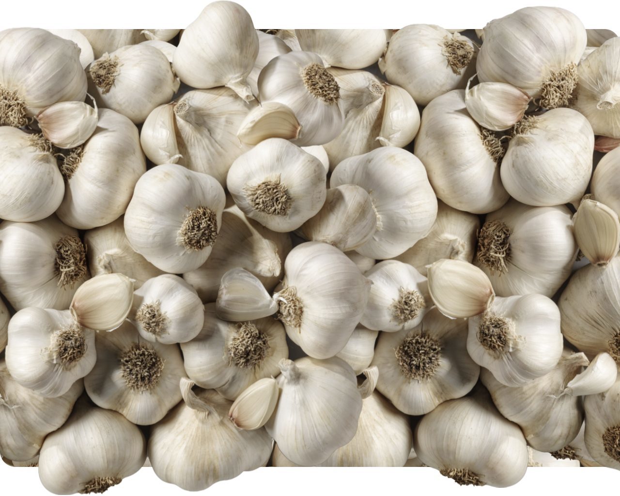 Pile of whole white garlic bulbs