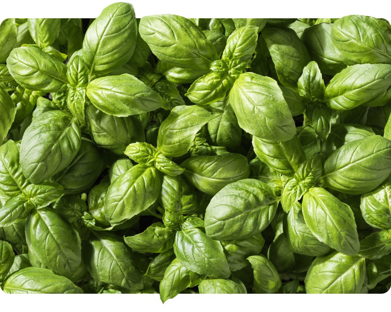 Fresh Genovese basil leaves growing close together