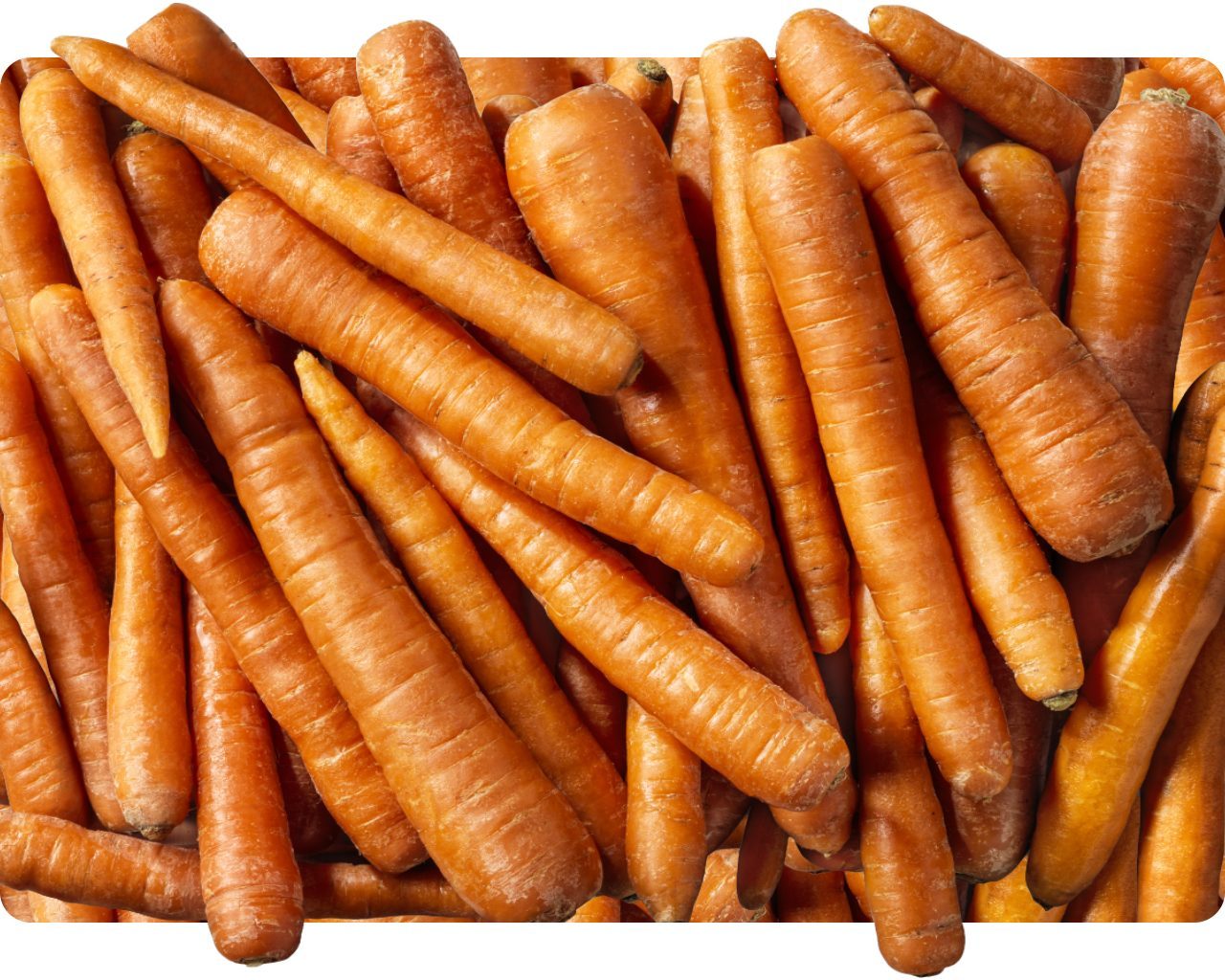 Pile of whole fresh orange carrots