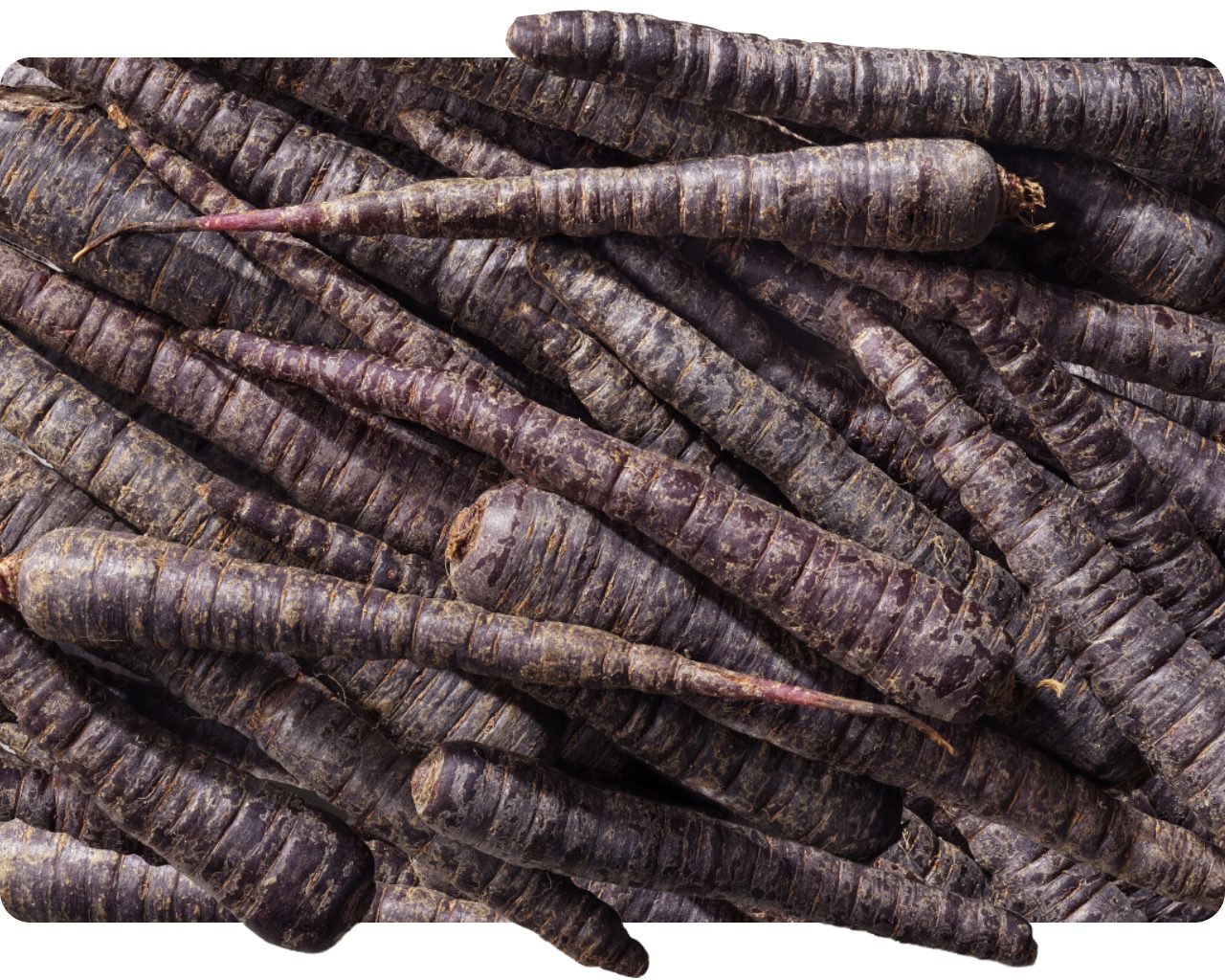 Pile of whole purple carrots close-up