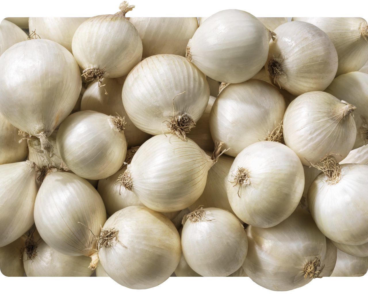 Pile of whole white onions