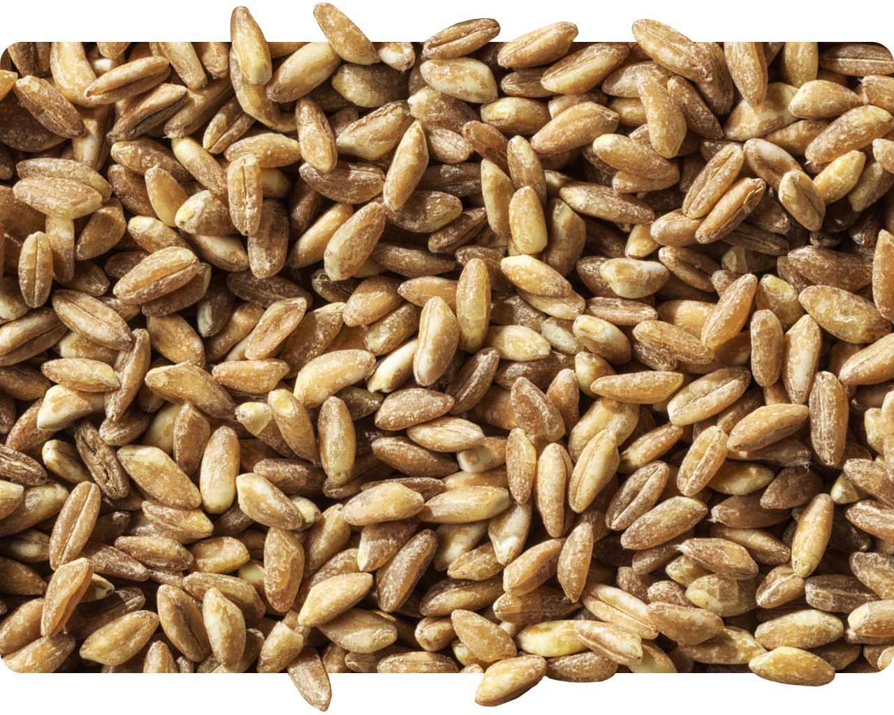 Pile of whole spelt grains