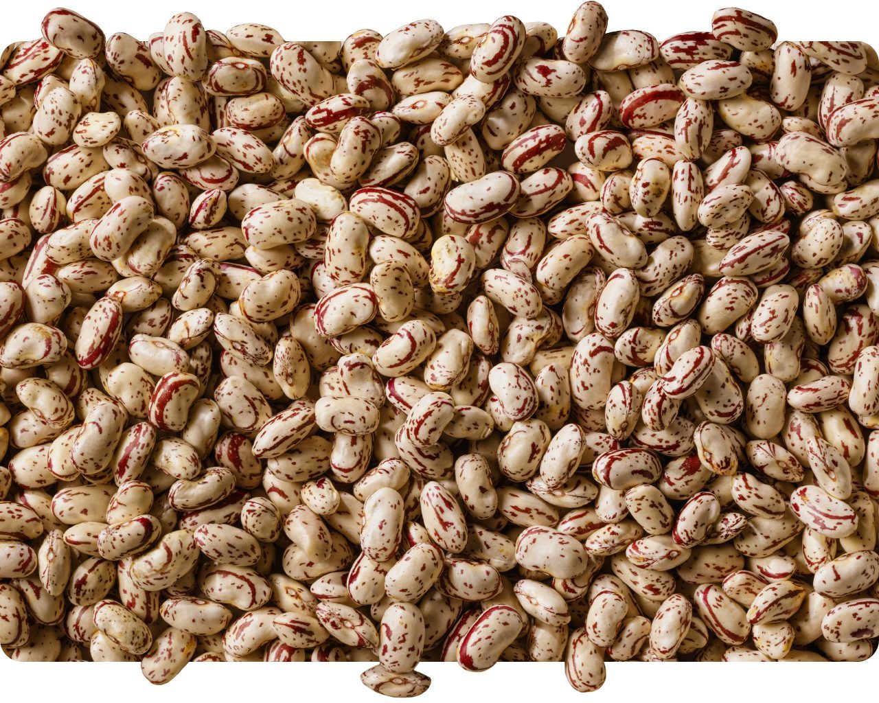 Dried borlotti beans with red speckles