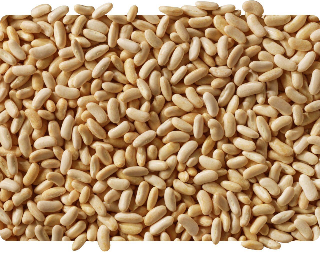 Dried cannellini beans in close-up