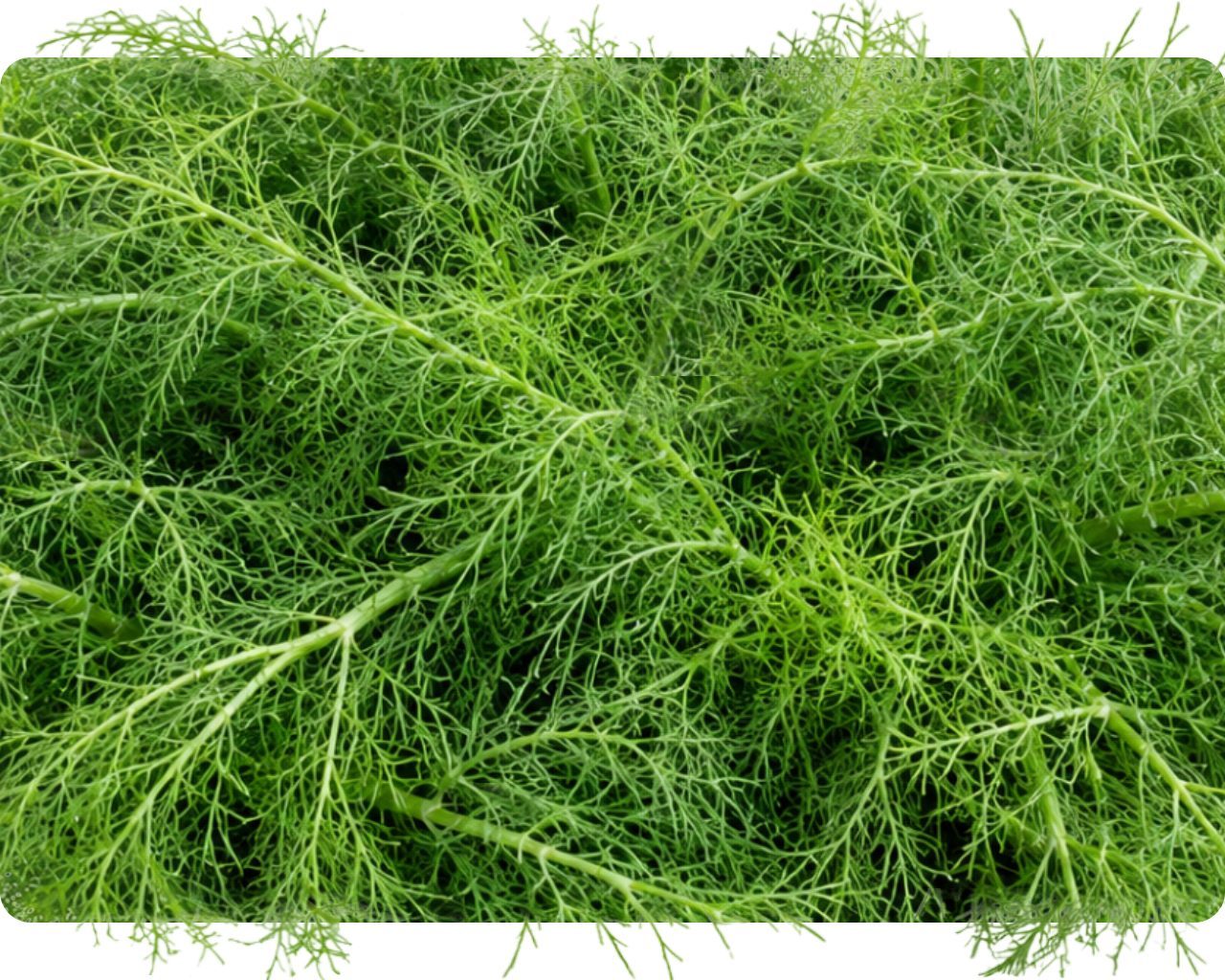 Feathery wild fennel fronds close-up
