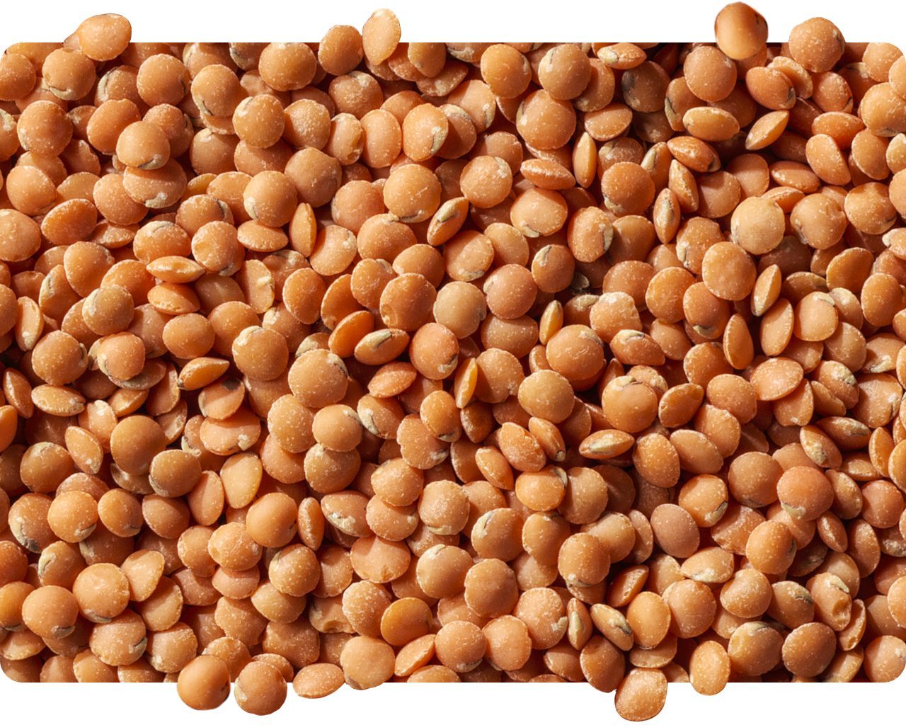 Pile of dried red lentils