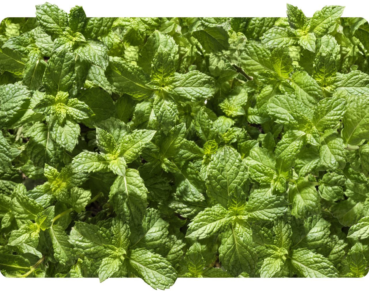 Fresh mint leaves growing in sunlight