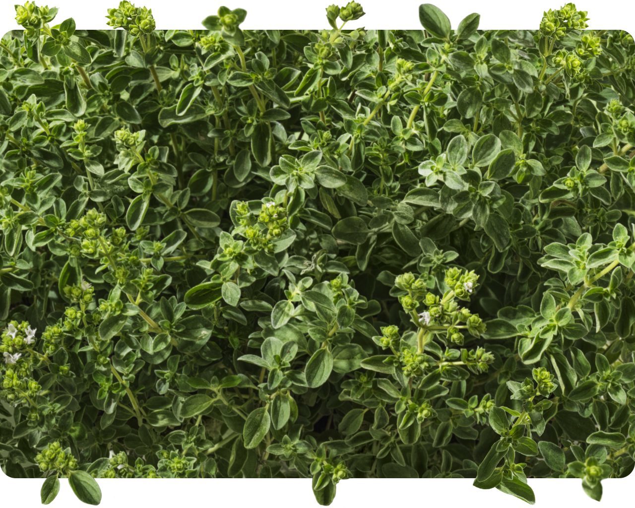 Close-up of fresh green oregano sprigs