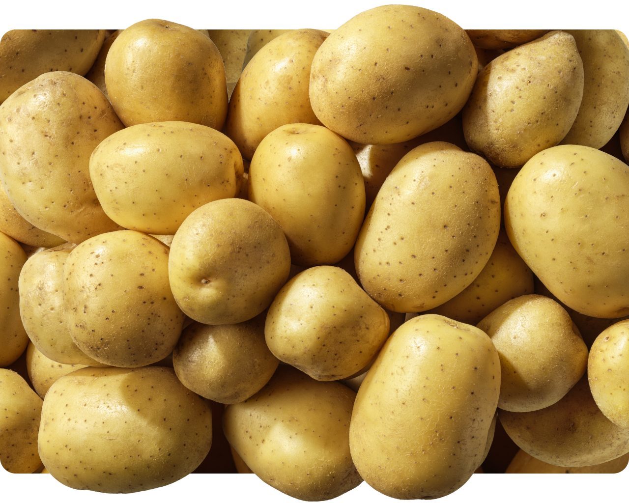 Whole raw potatoes piled together