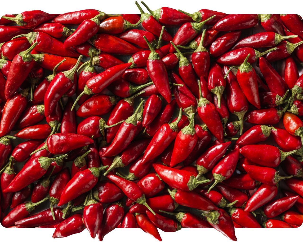Pile of fresh red chilli peppers