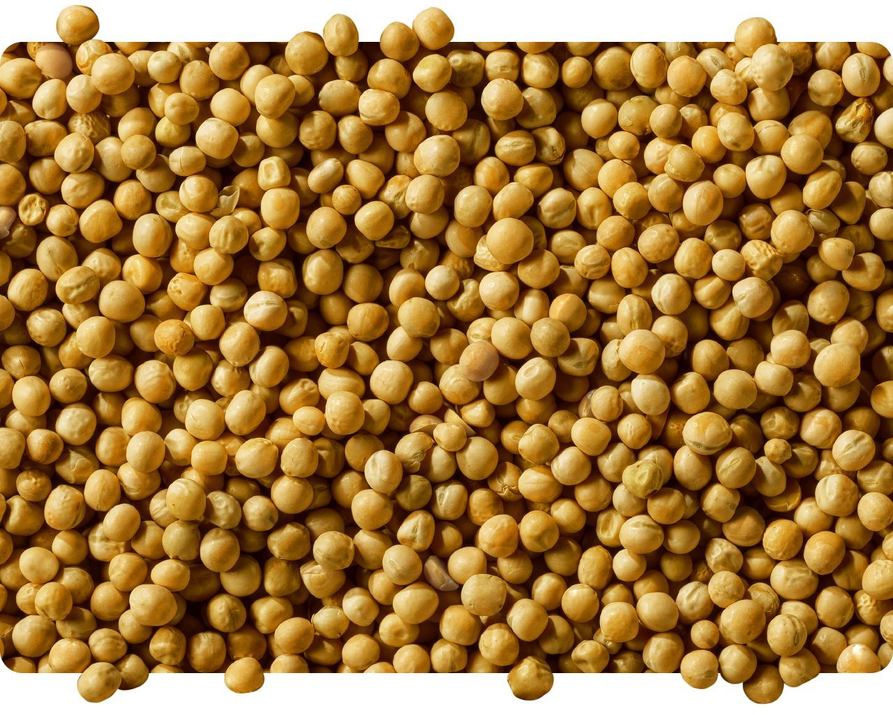 Close-up pile of dried yellow peas