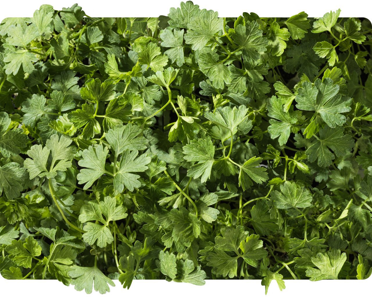 Bed of fresh green parsley leaves