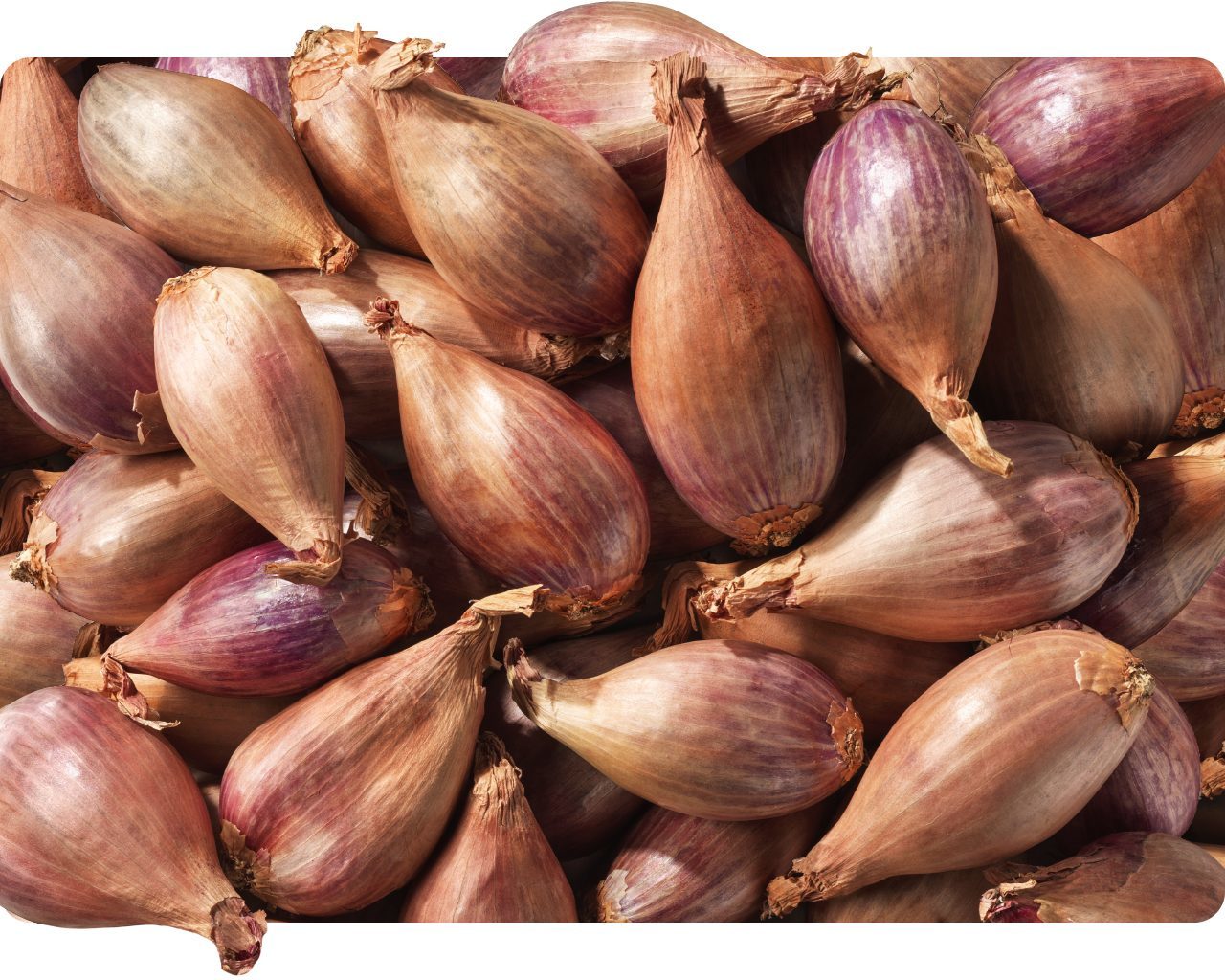 Pile of whole purple-skinned shallots