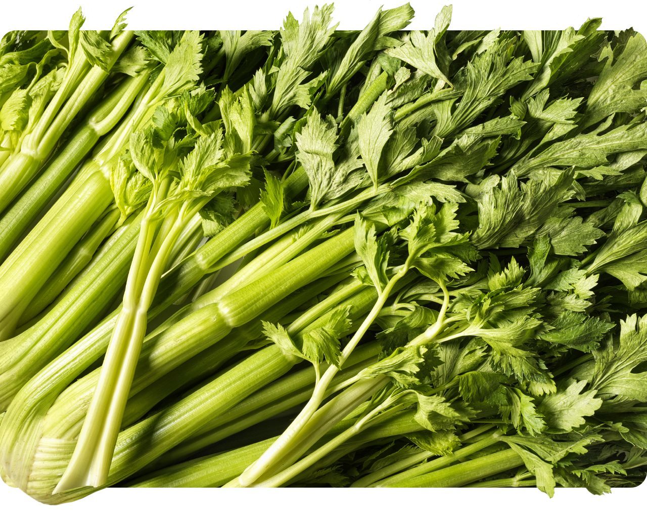 Bunch of fresh green celery stalks with leaves