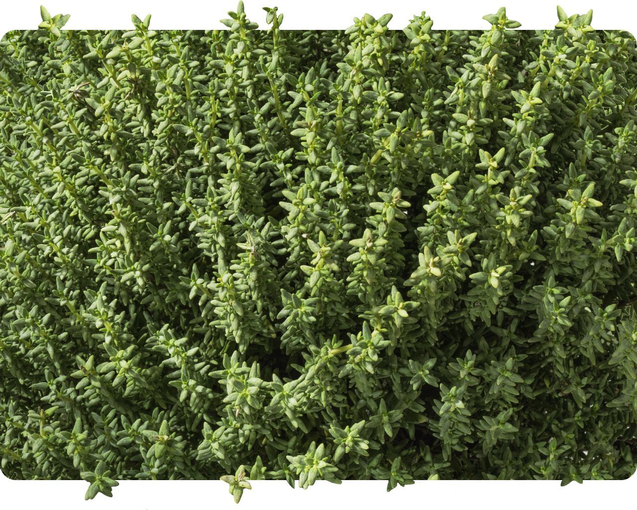 Close-up of fresh green thyme sprigs
