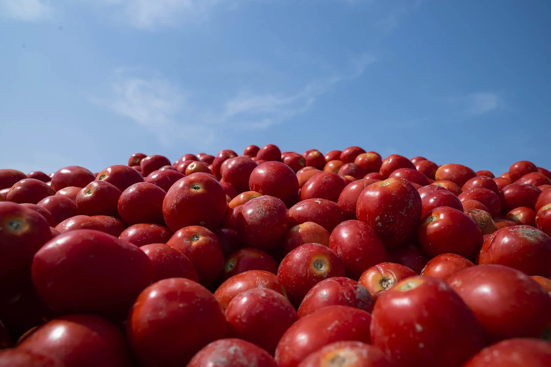 Pile of ripe red tomatoes photographed against a blue sky