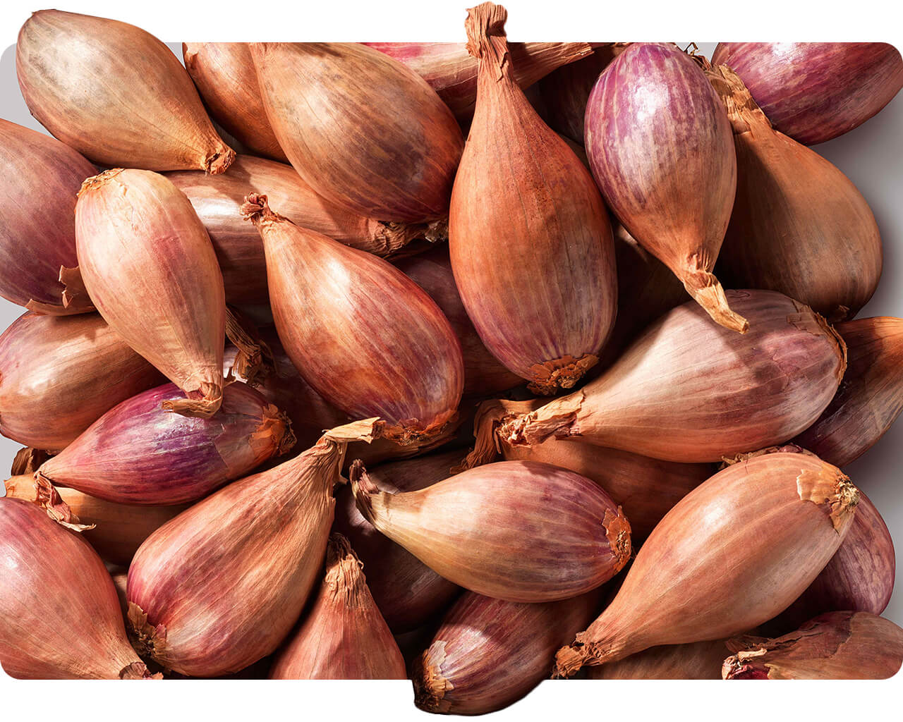 Pile of whole shallots with pink skin