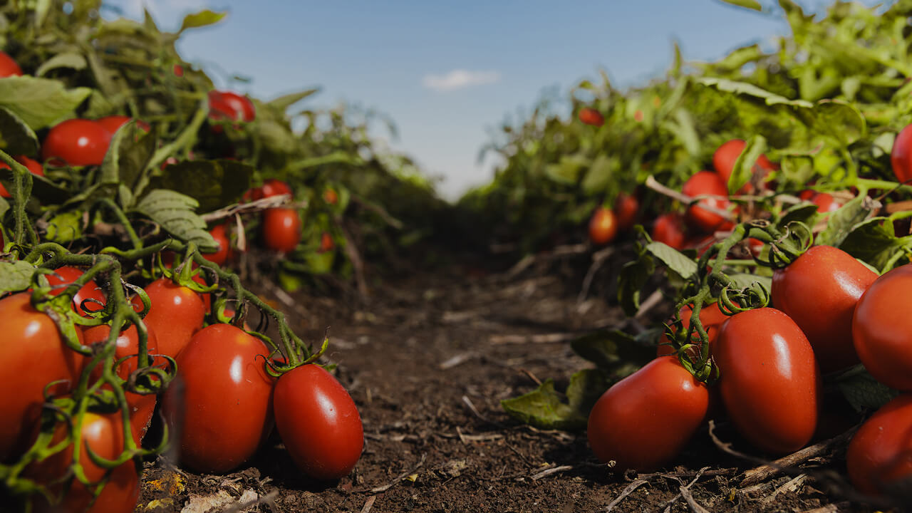 Rows of ripe plum tomatoes growing in an Italian field under a blue sky