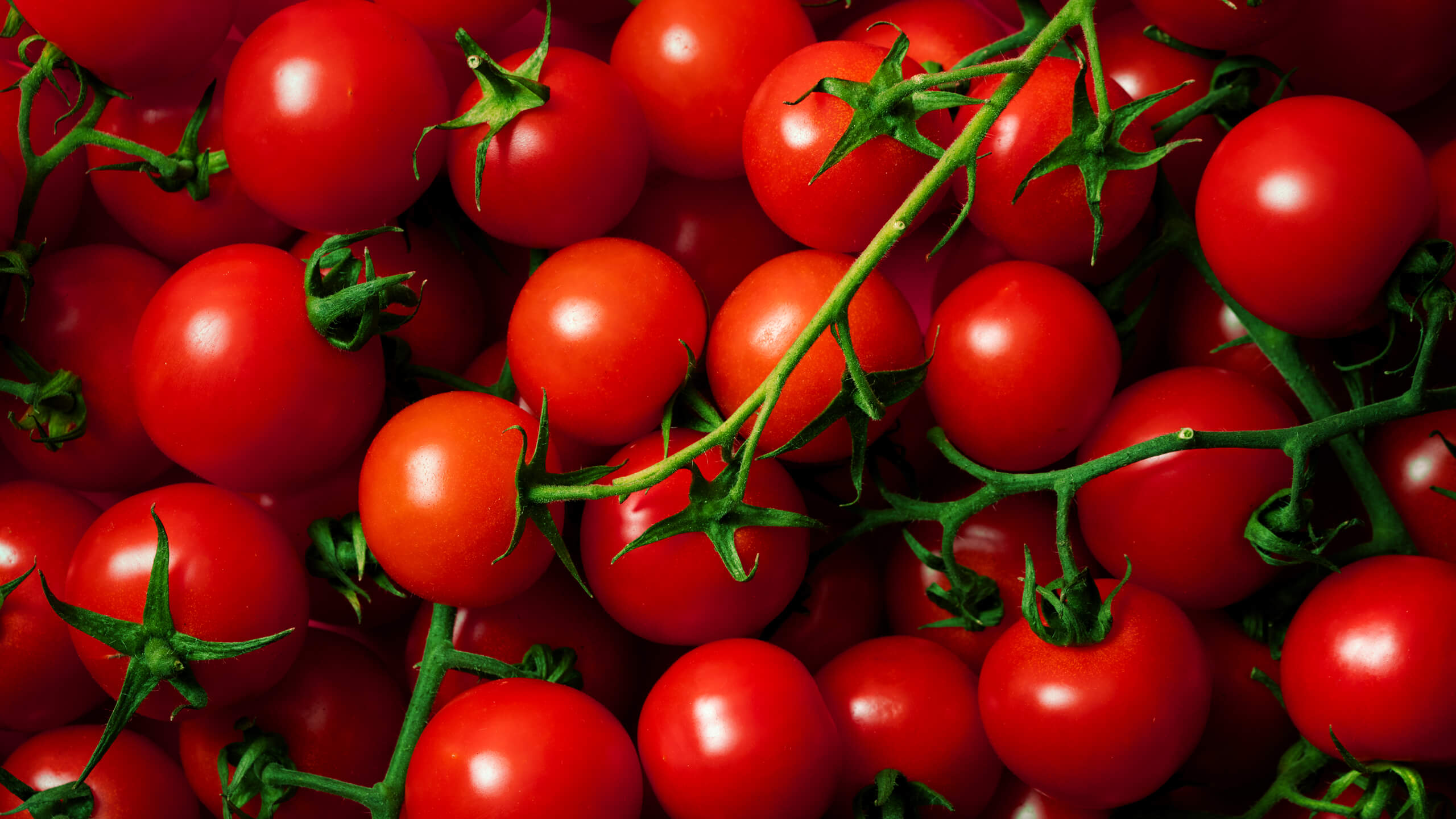 Bunch of ripe Sicilian cherry tomatoes on the vine