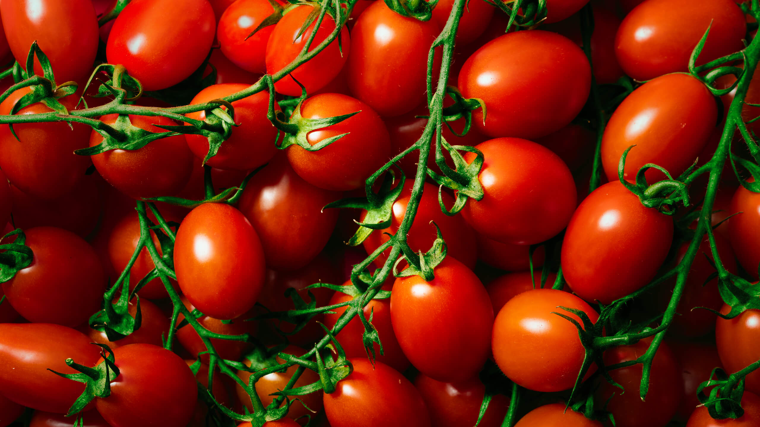 Cluster of ripe Baby Roma tomatoes on the vine
