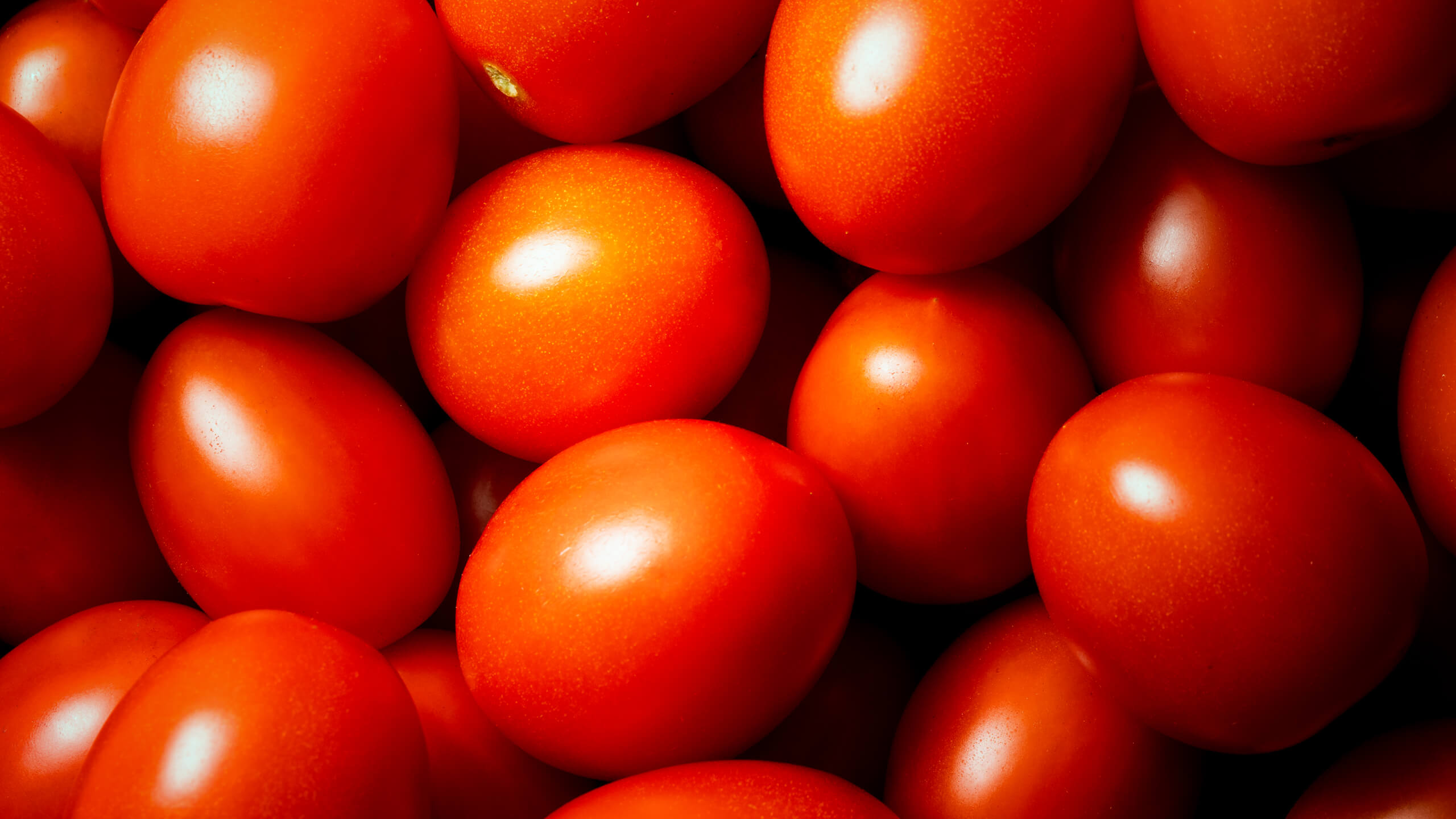 Close-up of ripe Rossoro tomatoes grown in Tuscany