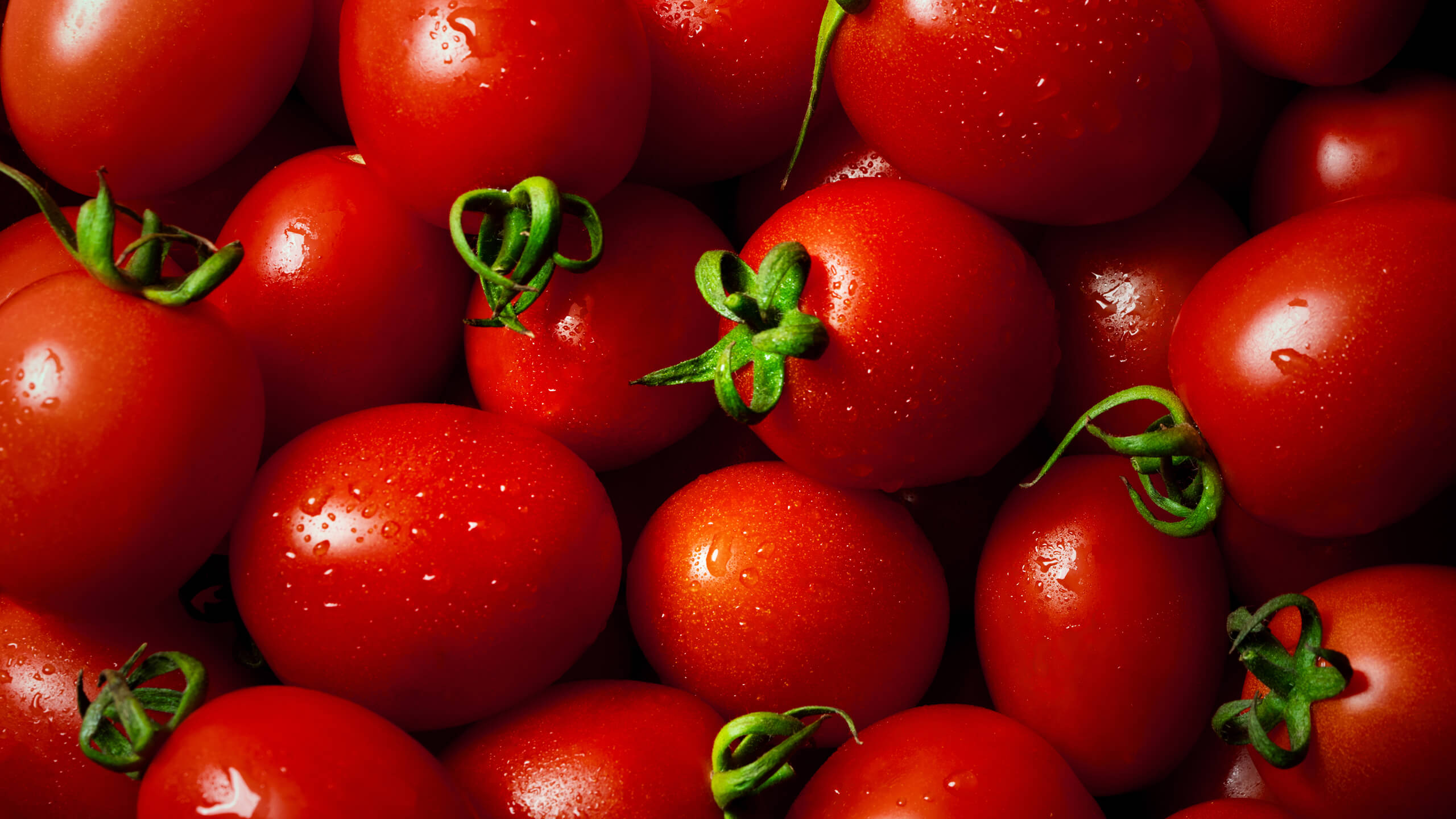 Sun-ripened round tomatoes with dew drops and green stems